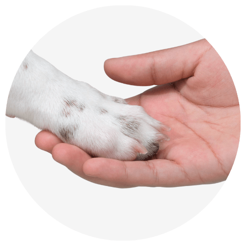 Dog and hand