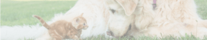 VIN Foundation | Supporting veterinarians to cultivate a healthy animal community