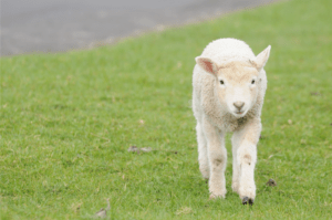 VIN Foundation | veterinary pre-vet veterinary student programs and tools