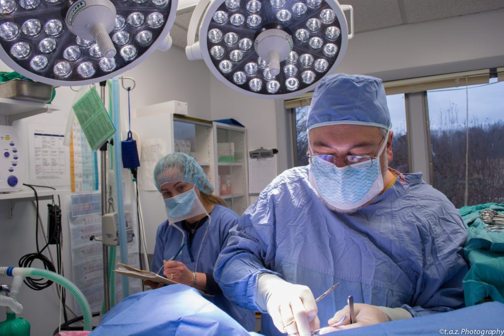 VIN Foundation | Supporting veterinarians to cultivate a healthy animal community | Resources | Getting Through the Day | Getting Through the Night | New Veterinary Graduate Free CE Classes