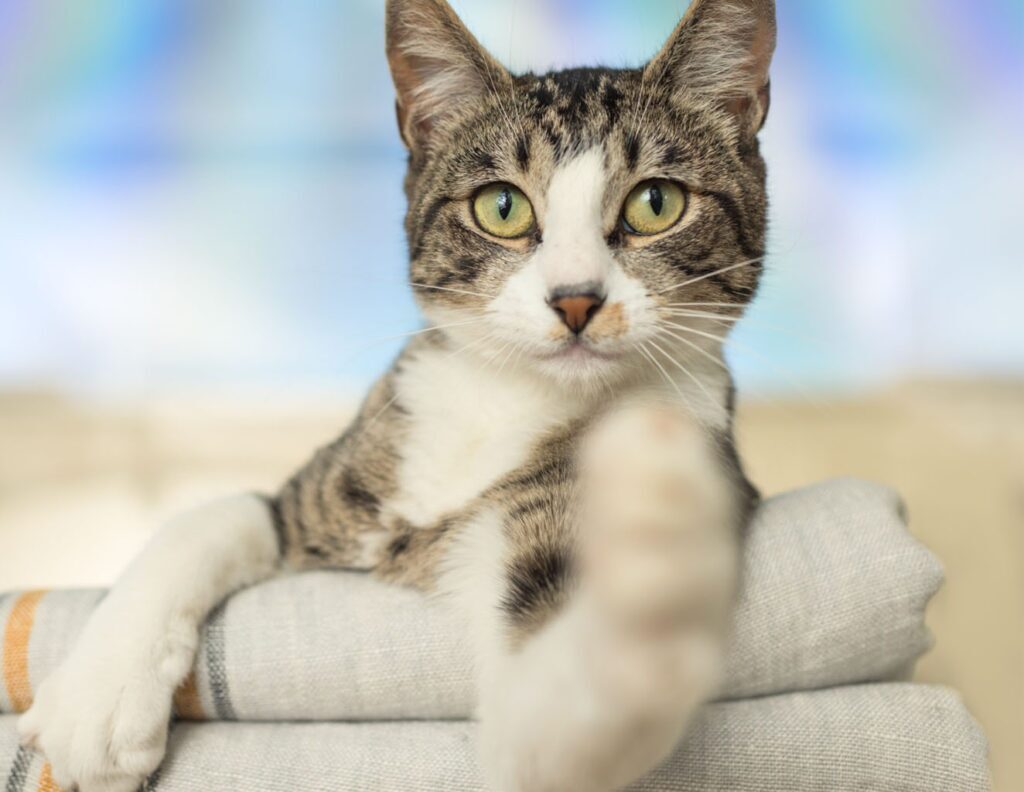 VIN Foundation Veterinary Confidential Mental Wellness Support Vets4Vets