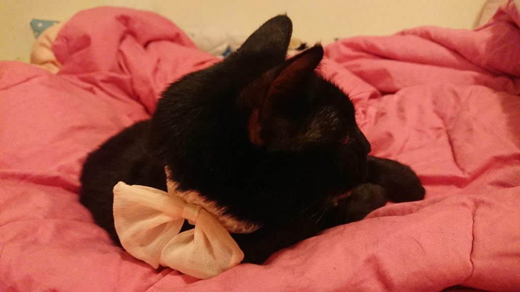 VIN Foundation | Supporting veterinarians to cultivate a healthy animal community | Blog | Saving Money in Veterinary School Living Expenses Sherry Shih