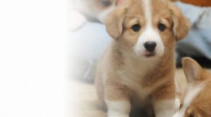 VIN Foundation | programs for the betterment of the veterinary profession confidential wellness student debt support veterinary podcast veterinary school scholarship veterinary medicine podcast veterinary school loans custom veterinary employment contract