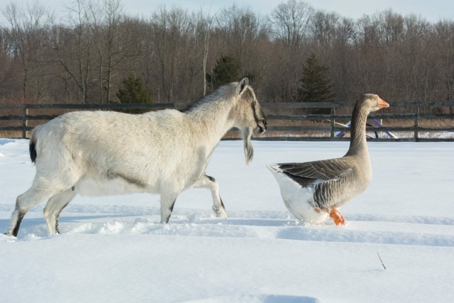 VIN Foundation | Supporting veterinarians to cultivate a healthy animal community | Blog | Feeling Like a Fraud? You're Not Alone