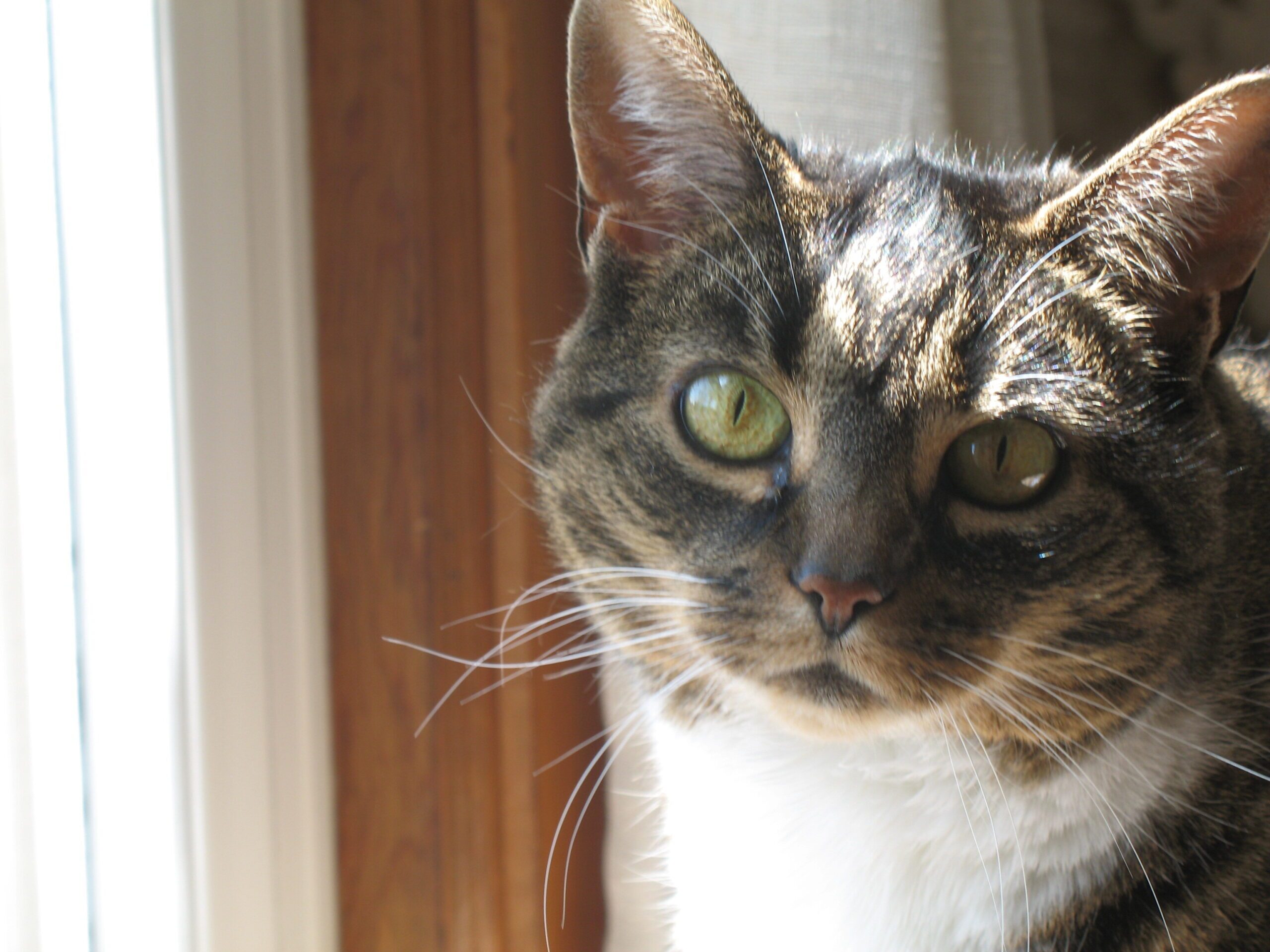 VIN Foundation Dr. Sophia Yin Memorial Fund Testimonial Impact Veterinarian Veterinary Behaviorist Mary Ellen Stack