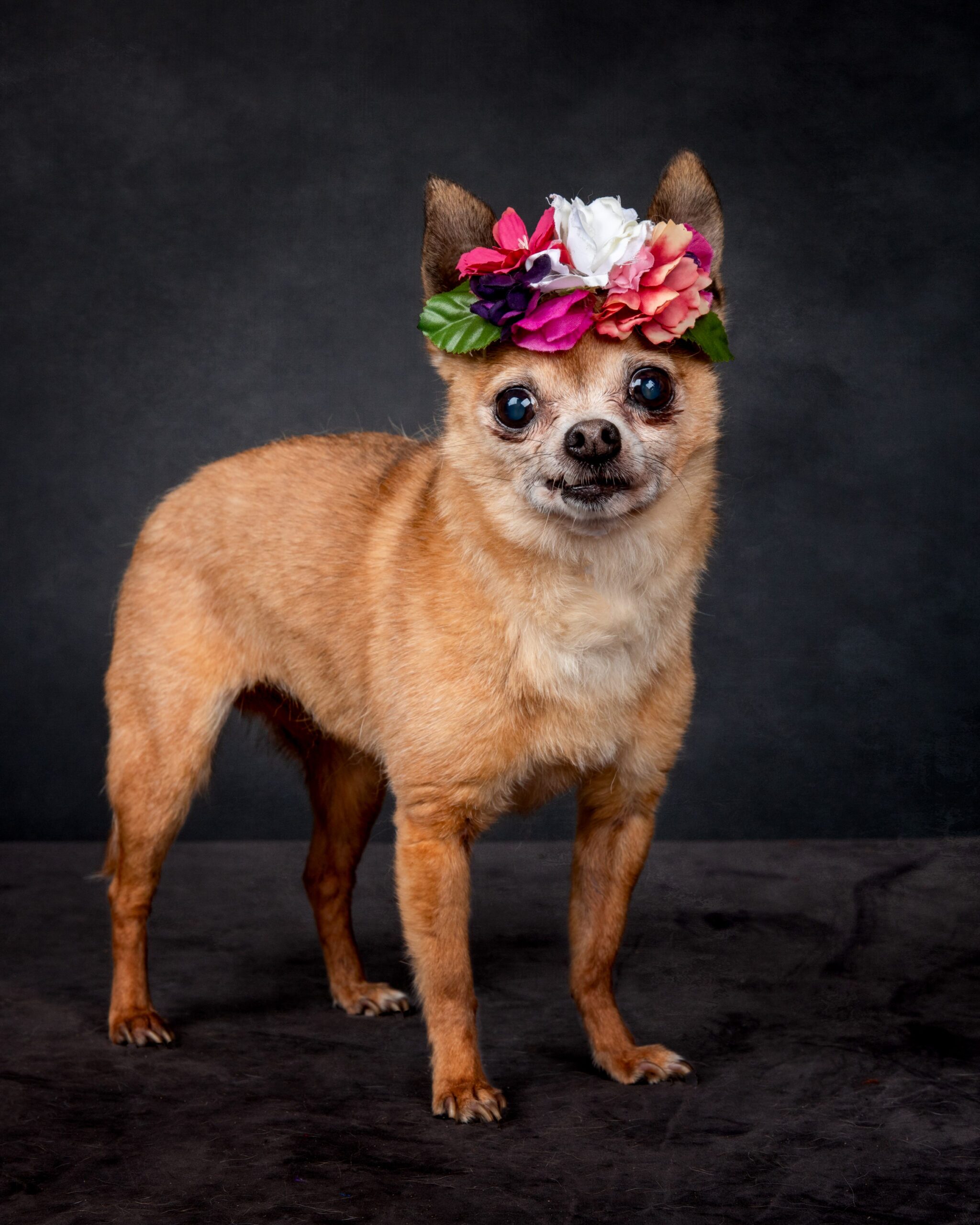 VIN Foundation Dr. Sophia Yin Memorial Fund Testimonial Impact Veterinarian Veterinary Behaviorist Rhonda Reed