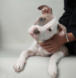VIN Foundation Veterinary Confidential Mental Wellness Support Vets4Vets | Vets in Recovery
