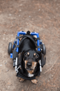 VIN Foundation Veterinary Confidential Mental Wellness Support Vets4Vets | ChallengeVets